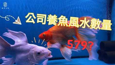 家裡養魚數量|幾隻才可以？風水專家告訴你要「錢多多」，就要養這「幾隻」。